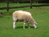 Schaf mäht Rasen